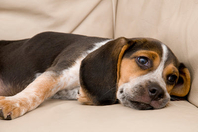 5 Ways to Relieve Your Dog’s Boredom